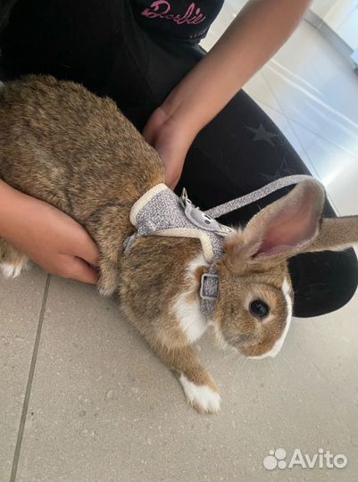 Шлейка для мелких собак и кошек (26-31см)