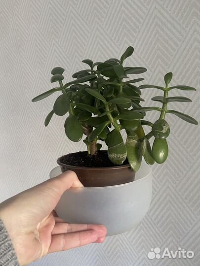 Крассула (денежное дерево)