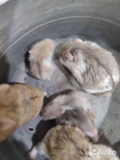 Джунгарики (джунгарский хомяк)