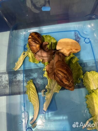 Улитки ахатины