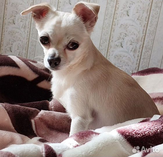 Чихуахуа мини вязка