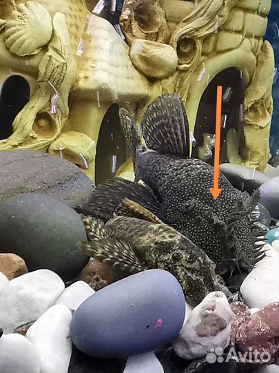 Сомики анциструсы