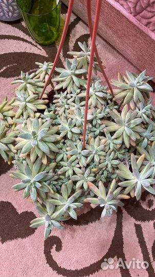 Комнатные цветы