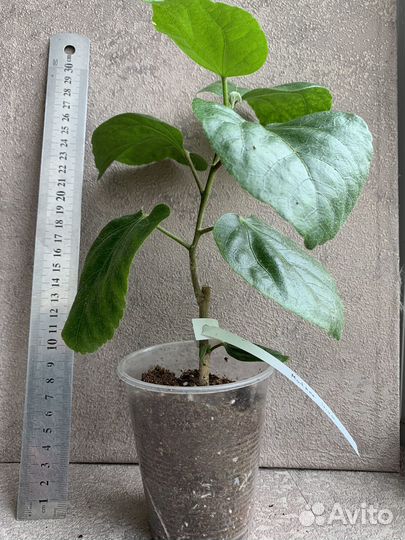 Сортовые гибискусы