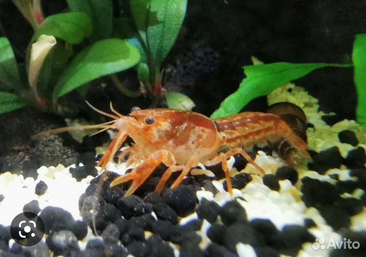 Аквариумные раки, креветки, гуппи, растения