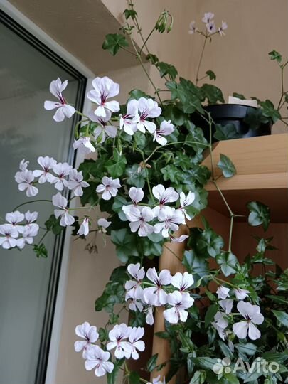 Пеларгония герань плющелистная белая