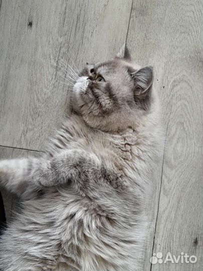 Экзотический кот вязка