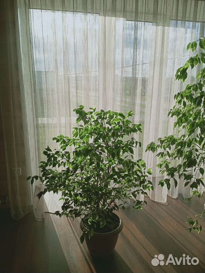 Фикус бенджамина