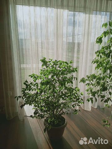 Фикус бенджамина