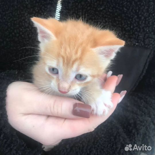 Котята рыжие