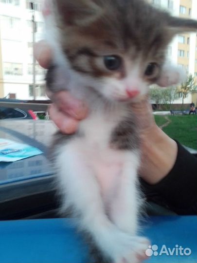 Котята ищут семью