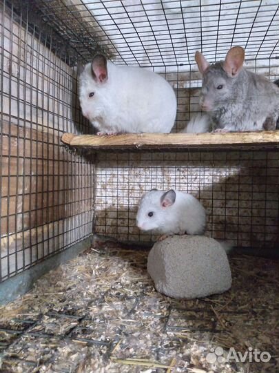 Шиншиллы и клетки