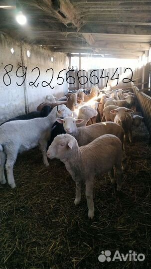 Овцы ягнята