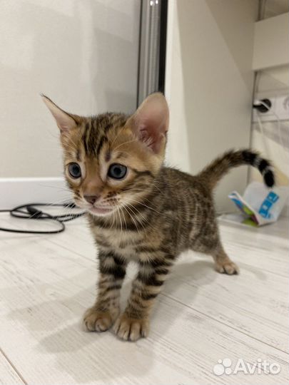 Бенгальские котята