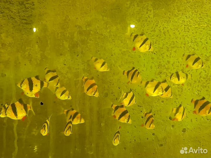 Барбус гло оранж