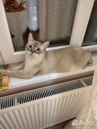 Кошки в добрые руки бесплатно