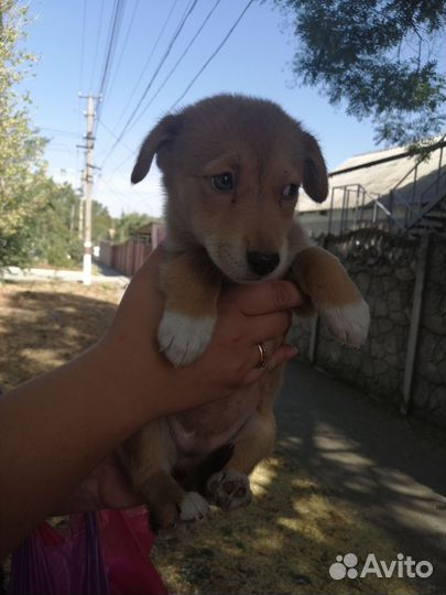 Щенки ищут дом