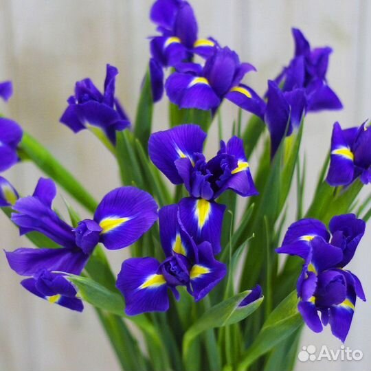 Ирисы синие