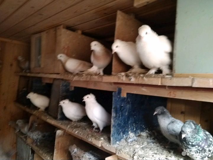 Голуби разные