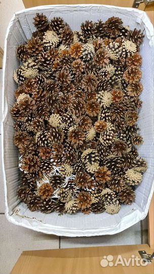 Сосновые шишки набр 10 штук