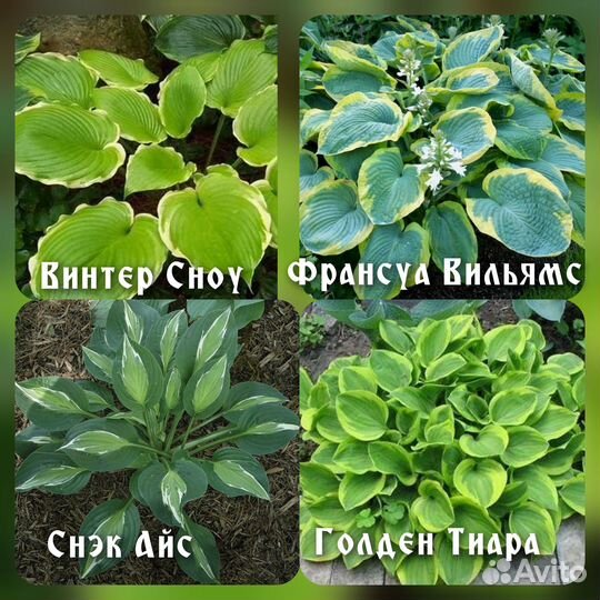 Хосты, гейхеры, папоротник,морозник,молочай