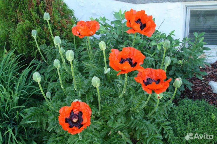 Красный мак Садовый