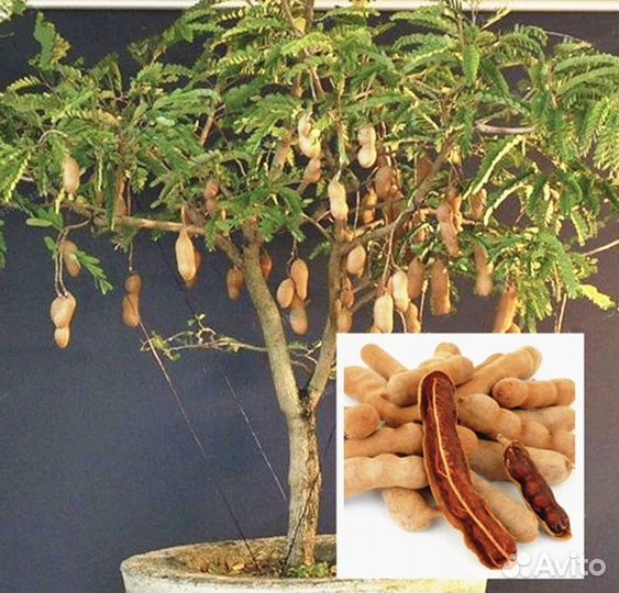 Семена тамаринда