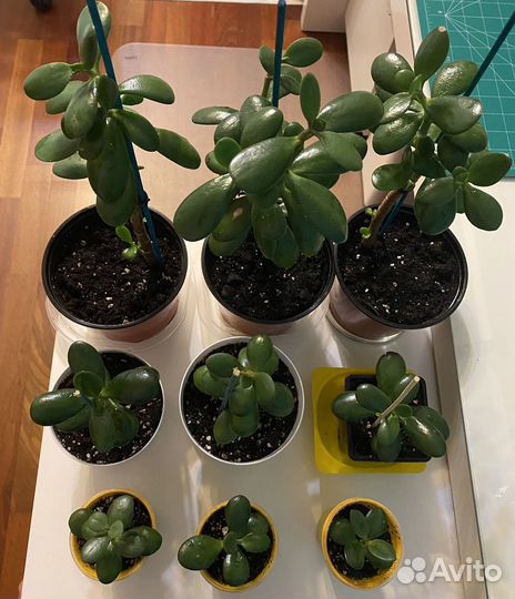 Крассула (Толстянка, денежное дерево)