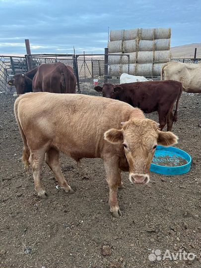 Коровы и телята