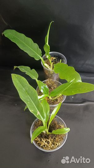 Филодендроны