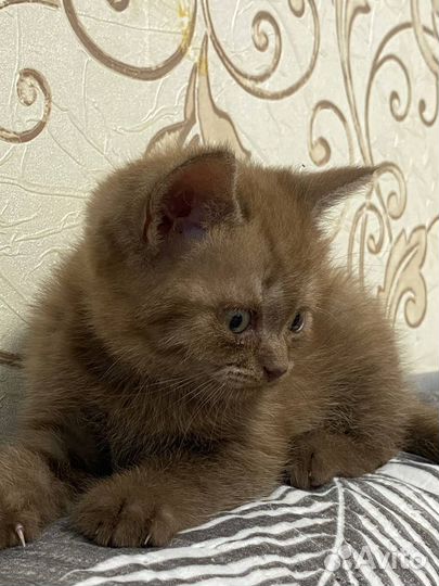 Котёнок шотландец