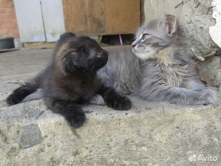 Котята 2х мес в добрые руки даром