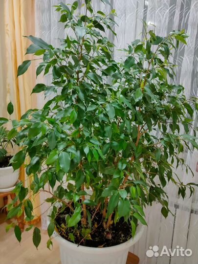 Фикус бенджамина большой