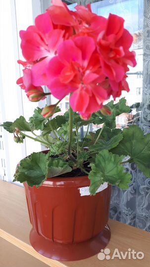 Пеларгония Ириол Сударыня Анна