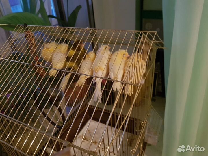 Канарейки певчие птицы