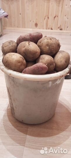 Продам крупный картофель