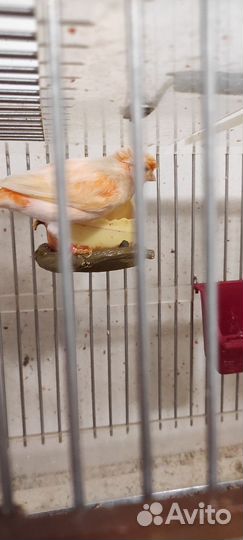 Кенара и канарейки