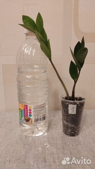 Замиокулькас