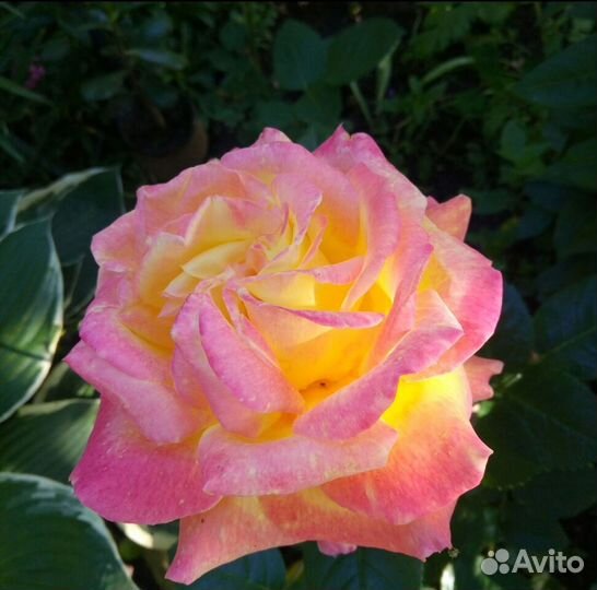 Роза глория дей