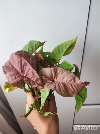 Сингониумы