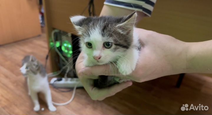 Котёнок кошечка в добрые руки