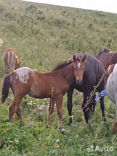 Продаю лошадей