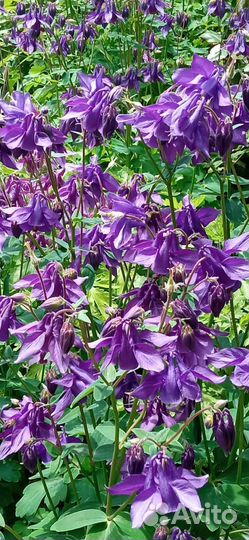 Декоративные цветы