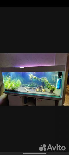 Аквариум