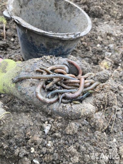 Черви для рыбалки