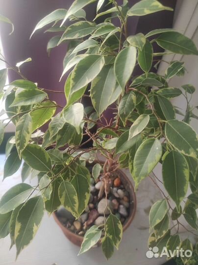 Фикус бенджамина пестролистный