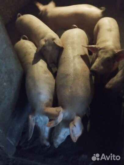 Свини оптом