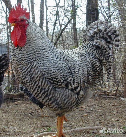 Петушки Плимутрок