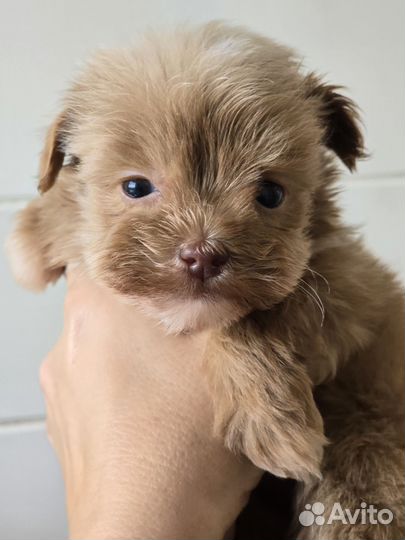 Мальтипу девочка микро корейский тип