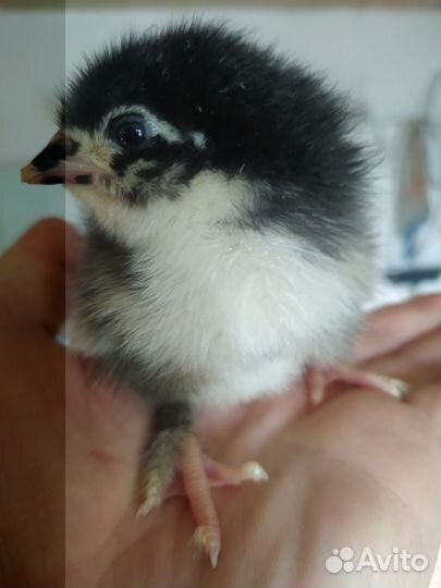 Цыплята мясояичных пород